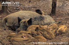 Two-wild-boar-sows-with-a-litter-of-piglets.jpg