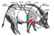 PIG_ANATOMY-570x381.png