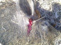 x2IMG-20120221-00235 Small Boar Entry Wound arrow.jpg