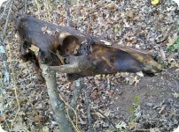 ysmall boar IMG-20120316-00260 Small Boar Skull.jpg