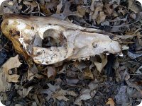 yskull  IMG-20120316-00257 Large Boar Skull.jpg