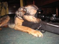 Sniperdog.jpg