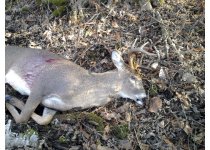 Resized 2012 buck.jpg