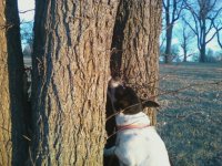 aggie treeing squirrel.jpg