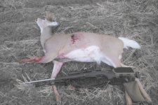 White tail doe 629 yards 6.5-06 120 gr NBT 10-30-2015.jpg