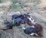 dead coon and skunk pile at feed mill 2015.jpg