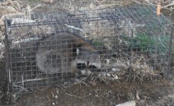 coon at grain mill 2015 hunting trip.jpg