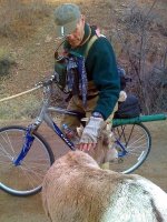 Ewe in Waterton Canyon.jpg