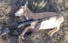 doe antelope 6mmBR Rem700 2016 resized tiny for TFL.jpg