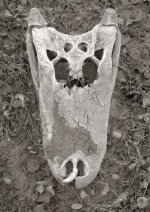 GatorSkull1.jpg