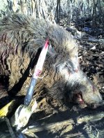 Hog killed with bowie knife.jpg