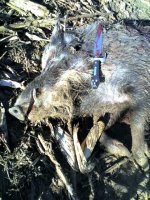 Hog killed with bowie knife 2.jpg