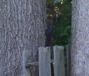 black squirrel 2.JPG