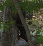 black squirrel 1-95%.JPG