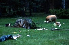 Bear raiding our camp - Copy.jpg